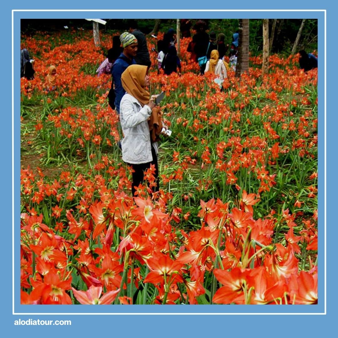 Taman Bunga Amarilis