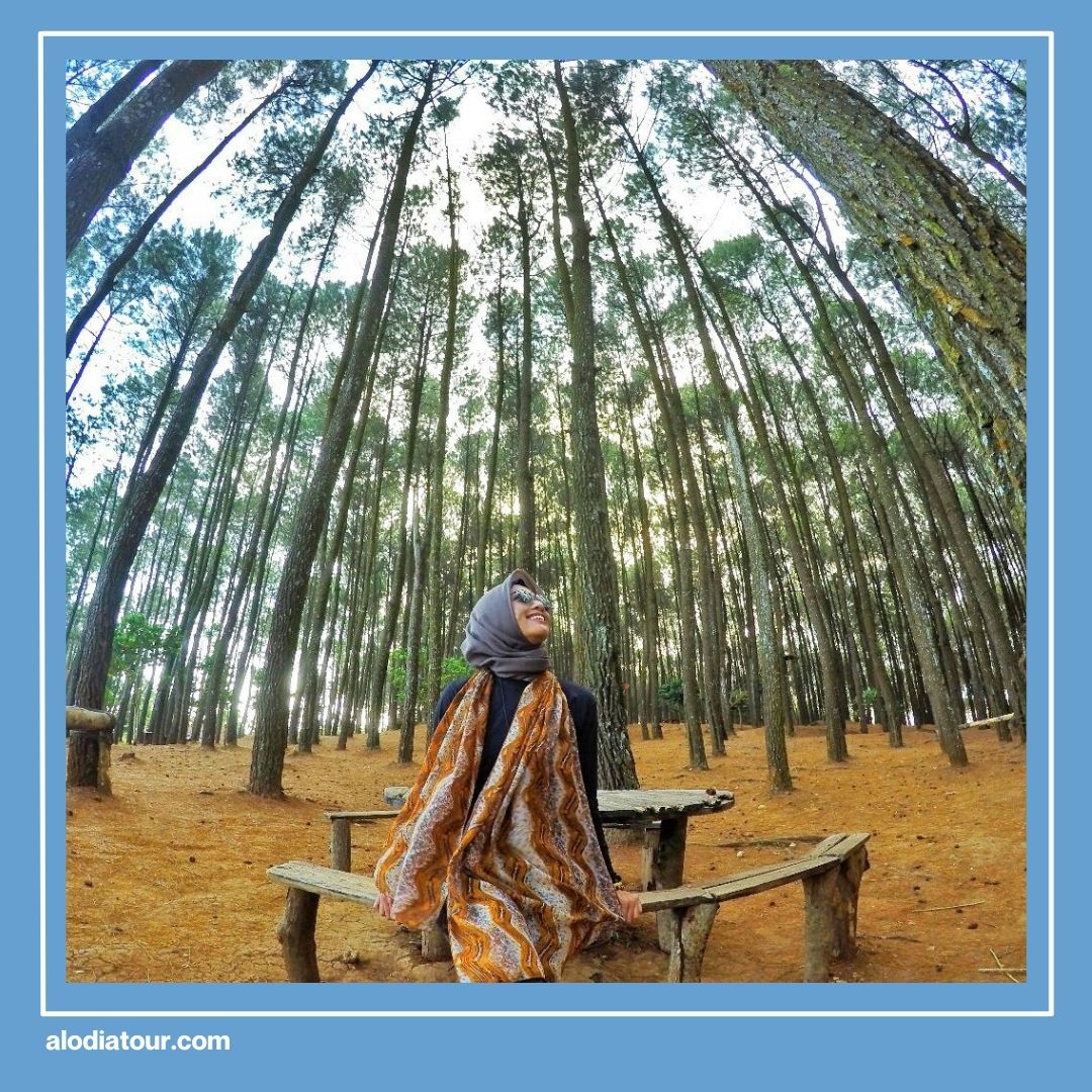Hutan Pinus Pengger